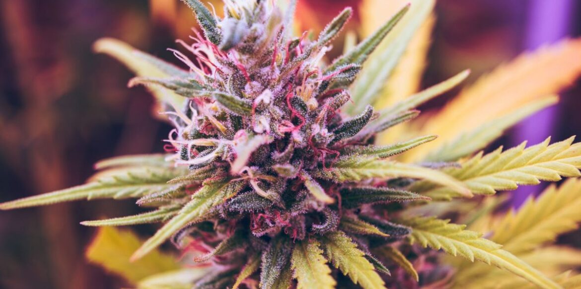 The Benefits of Strongest Delta 8 Flower: Wellness in Full Bloom